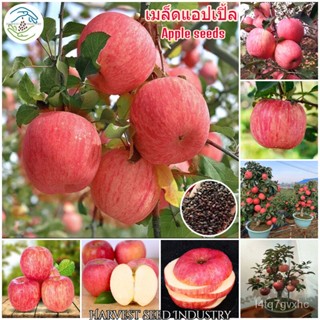 เมล็ด 50 เมล็ด ขายดี แอปเปิ้ล (Apple Tree Seeds) ต้นพันธุ์ผลไม้ เมล็ดบอนสี พันธุ์ไม้ผล ต้นผลไม้ บอนสีพ ขายดี