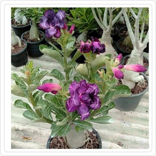 เมล็ด 11 เมล็ด งอก Home Seed  ชวนชม สายพันธุ์ไต้หวัน ดอกสีม่วง Adenium Seeds กุหลาบทะเลทราย Desert R งอก