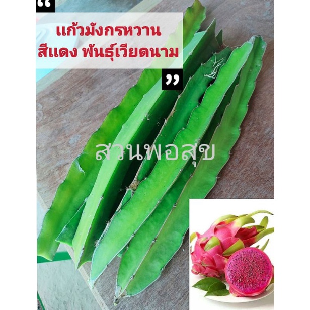 เเก้วมังกรสีเเดง รสหวานฉ่ำ พันธุ์เวียดนาม พันธุ์ผลใหญ่ (ชุด 3 ท่อน 39 บาท) ซื้อครบ 3 ชุด เเถมฟรี 1 ชุด