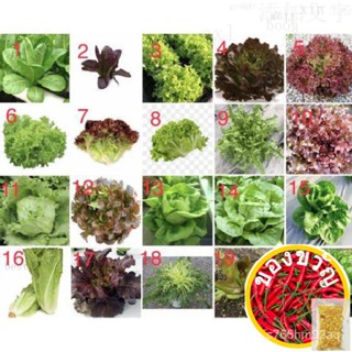 เมล็ดอวบอ้วน100%，ไทยในสต็อกพร้อมส่งเมล็ดพันธุ์ ผักสลัด (Lettuce Seed) บรรจุ 100 เมล็ด ชุดที่ 1 มีคู่มือการปลูกค่ะ สลัดเม