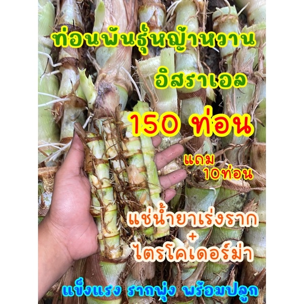 ท่อนพันธุ์หญ้าหวานอิสราเอล แพ็คละ 150ท่อน ราคาถูก |หญ้าปลูกเลี้ยงสัตว์ |หญ้าเลี้ยงวัว| หญ้าโปรตีนสูง