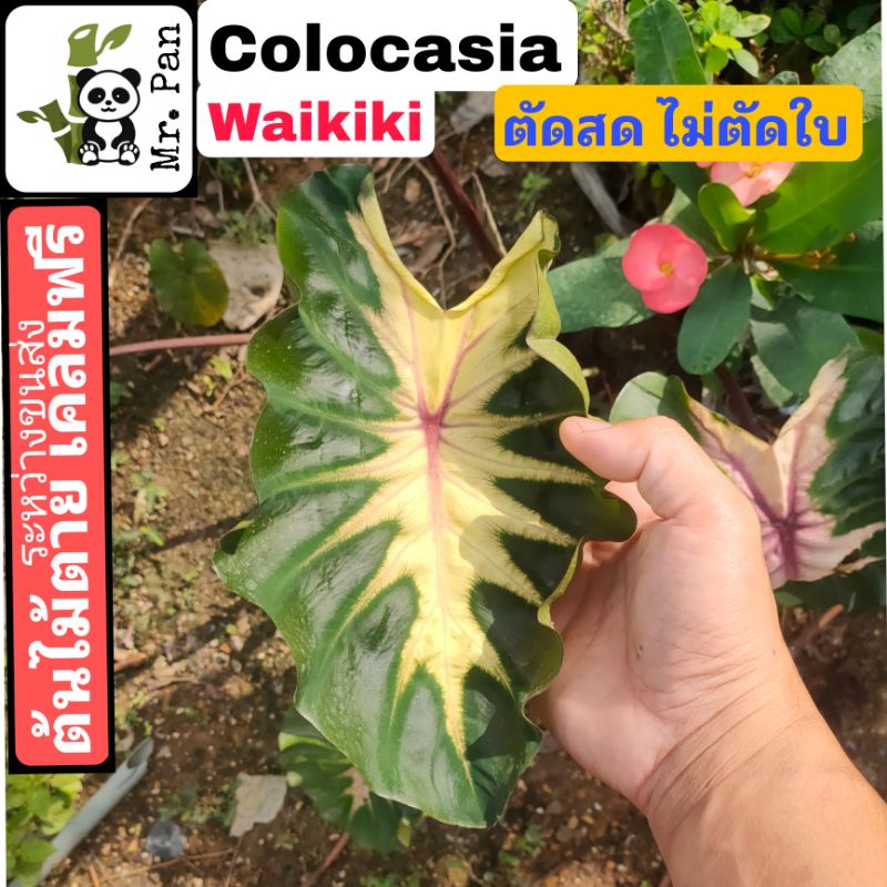 Colocasia Waikiki ตัดสดไม่ตัดใบ โคโลคาเซีย วายคิกิ