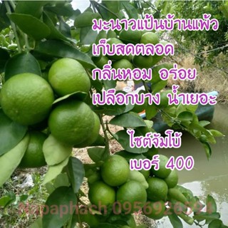 มะนาวแป้นบ้านแพ้ว​ สวนสุขสำราญ​ มะนาวแป้นจัมโบ้​ 1 กิโลกรัม​ เก็บสดส่งออกทุกวันอาทิตย์