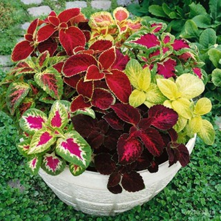 เมล็ด 50 เมล็ด งอก ฤาษีผสม Coleus Seeds อัตรางอก 80-90% มีคู่มืองอก งอก