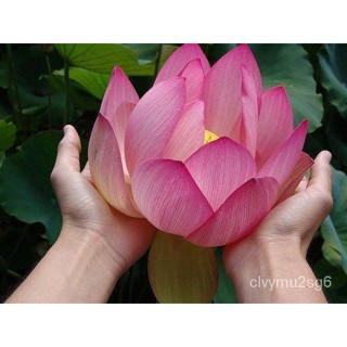 เมล็ด 7 เมล็ด เมล็ดบัว สีชมพู ดอกใหญ่ สายพันธุ์ของแท้ 100% เมล็ดบัว ดอกบัว งอกบัว เม็ดบัว สามารถงอกในโหลแก ปล