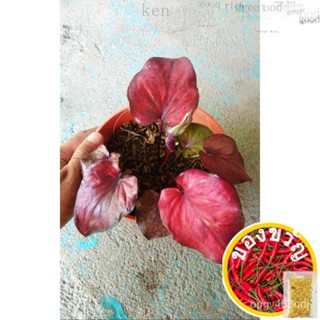 Caladium สีต้าร์ง (มันเทศมันเทศ) K92J