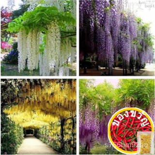 เมล็ดอวบอ้วน100 Pcs Wisteria Sinensis Seeds Wisteria Flowers Purple Violacea Plena Vine Seeds Garden Decor (ต้นไม้มงค 3