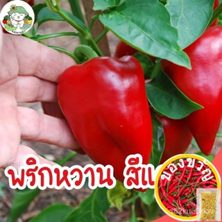 เมล็ดอวบอ้วน100%เมล็ดพันธุ์ พริกหวานสีแดง (Red Sweet Pepper Seed) บรรจุ 40 เมล็ด เมล็ดพันธุ์นำเข้าแท้ 100% นำไปขยายพันธุ