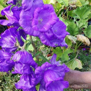 เมล็ด งอก Home Garden Seeds ดอกระฆัง campanula calycanthema 1000 เมล็ด งอก Home Garden Seeds งอก