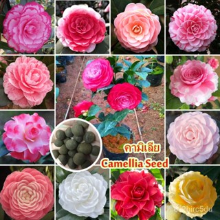 เมล็ด รบประกันสายพันธุ์แท้ 100 % งอกง่าย คามิเลีย Camellia Seed for Planting (15PCS/BAG) Bonsai Flower Plan งอก