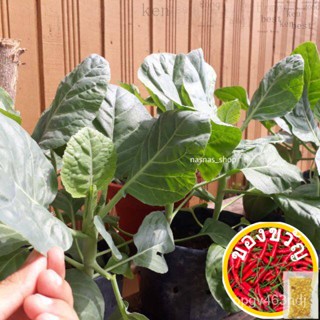 50 √ Kailan/เซล็ตต์ /vege/sayured JQUY
