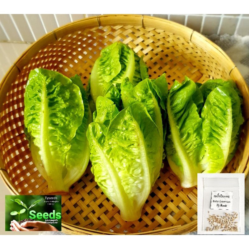 เมล็ดพันธุ์ เบบี้กรีนคอส 100 เมล็ด [ 10แถม2 ]คละได้