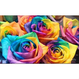 เมล็ด 30 เมล็ด งอก ดอกกุหลาบ สีเรนโบว์ พันธุ์ดอกใหญ่ นำเข้า Rose Seeds งอก