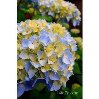 เมล็ด 20 เมล็ด เมล็ดไฮเดรนเจีย Hydrangea Seeds เรนโบว์ คละสี ไฮเดรนเยียสายพันธุ์ฝรั่งเศส ของแท้ 100% อัตรางอ คละ