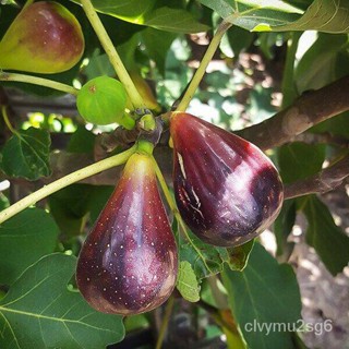 เมล็ด 10 เมล็ด เมล็ดมะเดื่อฝรั่ง Figs สายพันธุ์ Black Italian ของแท้ 100% มะเดื่อฝรั่ง หรือ ลูกฟิก (Fig) อัต คละ