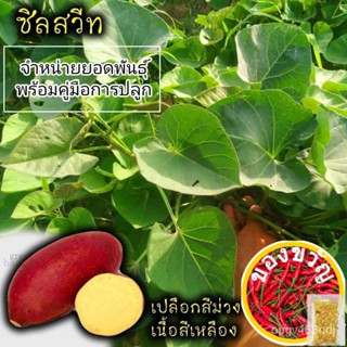 เมล็ดพันธุ์ยอดพันธุ์มันหวานญี่ปุ่น : ซิลสวีท (ชุด10ยอด)เมล็ดพันธุ์ColorGrassMixedWhiteManilaMarigoldRubyPurityChamomileF