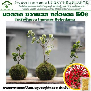 เมล็ดอวบอ้วน100%มอสสด โคเคดามะ Kokedama มอสสำหรับปั้นบอล กล่องละ 50 บาท พร้อมส่งเมล็ดพันธุ์FlowerGrassChamomileMixWhiteC