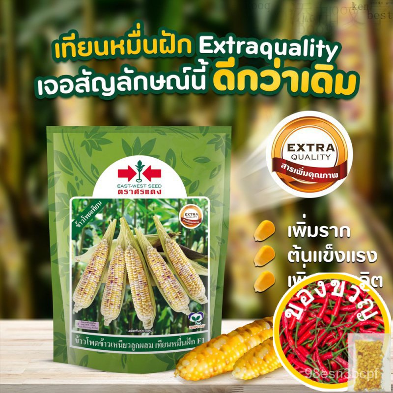 เมล็ดอวบอ้วน100%เมล็ดข้าวโพดข้าวเหนียว เทียนหมื่นฝัก ปริมาณ200กรัม ตราศรแดง ข้าวโพดเทียน เมล็ดข้าวโพด เมล็ดพันธุ์ข้าวโพด