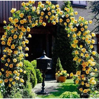 เมล็ด 30 เมล็ด งอก กุหลาบ สายพันธุ์ อังกฤษ เลื้อย สีเหลือง ดอกใหญ่ Climbing Rose Seeds นำเข้าจากต่าง งอก