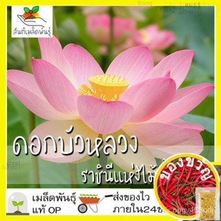 เมล็ดพันธุ์เมล็ดพันธุ์ ดอก บัวหลวง บัวหลวงสีชมพู 10 เมล็ด Lotus เมล็ดพันธุ์แท้ นำเข้าจากต่างประเทศ ปลูกผัก สวนครัว ถูกดี