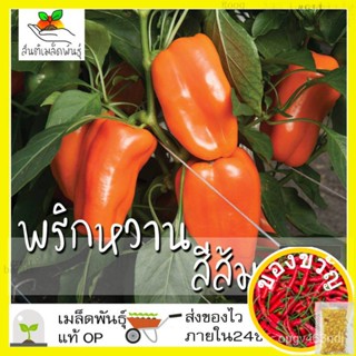 เมล็ดอวบอ้วนเมล็ดพันธุ์ พริกหวาน สีส้ม 20 เมล็ด Orange Sun Pepper เมล็ดพันธุ์แท้ นำเข้าจากต่างประเทศ ปลูกผัก สวนครัว ปลู