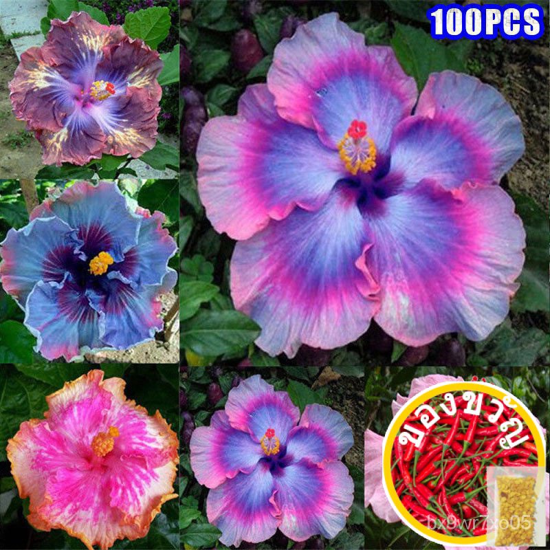 ดีไซเนอร์100ดีไซเนอร์ Y3ZC