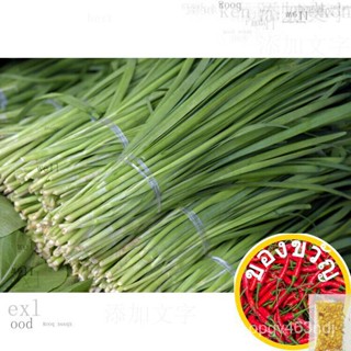 เมล็ดพันธุ์ กุยช่าย ผักแป้น Garlic Chives  1200 เมล็ด [ 10 เเถม 1 คละได้] A9IG