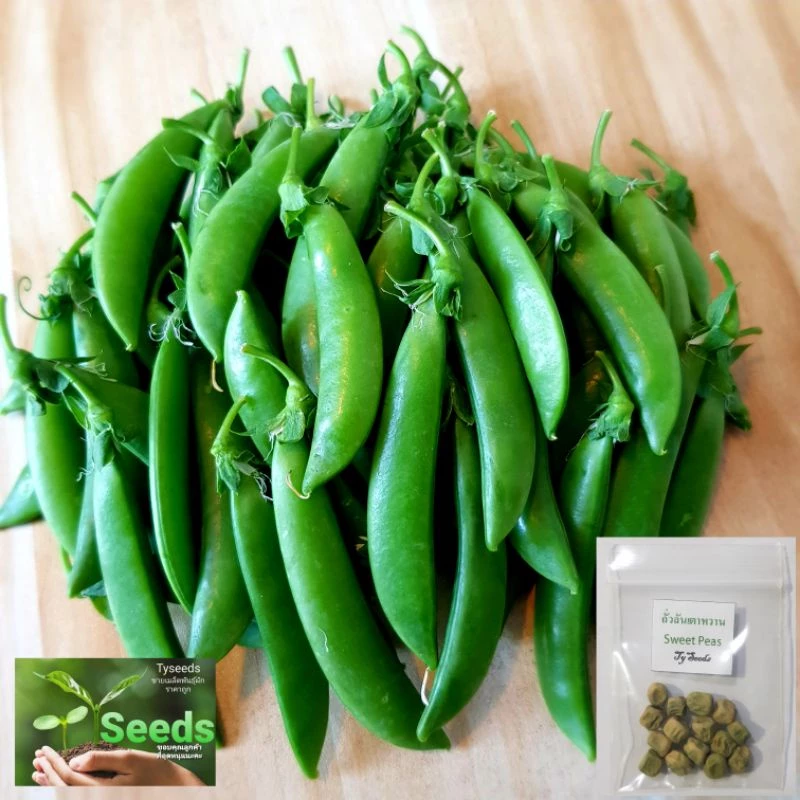 เมล็ดพันธุ์ ถั่วลันเตาหวาน 10 เมล็ด [ 10แถม2 ]คละได้