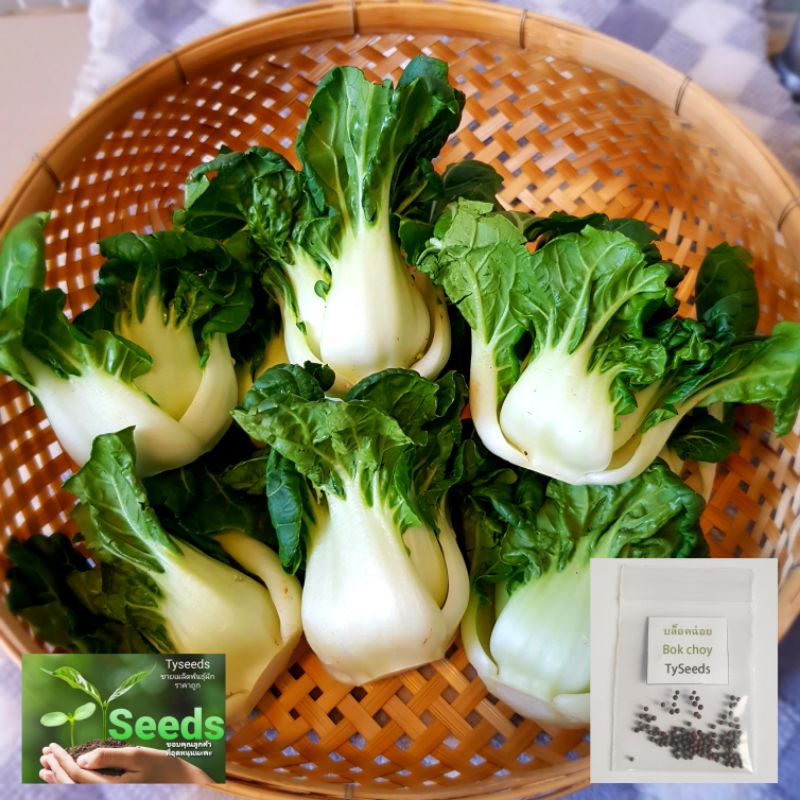 เมล็ดพันธุ์ กวางตุ้งเบบี้ต้นขาว (บ็อคฉ่อย) 100 เมล็ด [ 10แถม2 ]คละได้