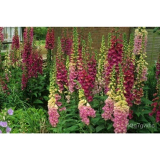 เมล็ด งอก ดอกฟ๊อกเลิฟ ดิจิทาลิส digitalis purpurea foxglove excelsior 1000 เมล็ด งอกนำเข้าจา งอก