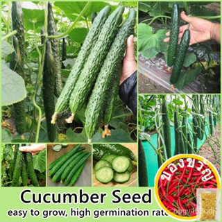 เมล็ดพันธุ์(50เมล็ด/ห่อ) เมล็ดพันธุ์ แตงกวา Cucumber Seed Vegetable Seeds for Planting เมล็ดผักต่างๆ เมล็ดพันธุ์ผัก เมล็