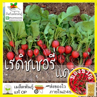 เมล็ดพันธุ์ เรดิชเชอรี่สีแดง 200 เมล็ด CherryBelle Radish Seed เมล็ดพันธุ์แท้นำเข้าจากต่างประเทศ ปลูกผักสวนครัว เพาะปล00