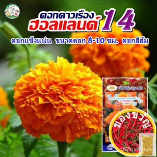 เมล็ดอวบอ้วน100%เมล็ดดอกดาวเรือง ลูกผสม ฮอลแลนด์14 ดอกสีส้ม F-1Marigold ตราภูเขาทอง เมล็ดพันธุ์ดอกดาวเรือง  เมล็ดพันธุ์ด