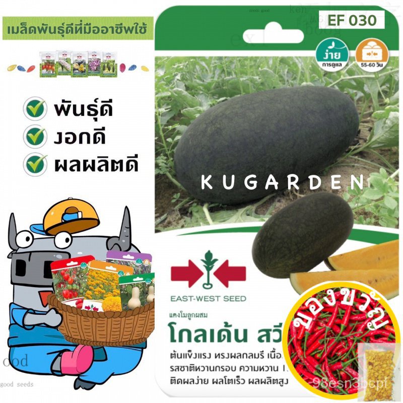 เมล็ดอวบอ้วน100%SORNDAENG  ผักซอง ศรแดง S030# แตงโม โกลเด้นสวีท 80 F1 เมล็ดพันธุ์ แตงโม เมล็ดพันธุ์ลูกผสม เมล็ดพันธุ์ผัก