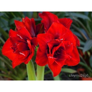 เมล็ด ว่านสีทิศ Amaryllis Double King 1หัว ว่านสี่ทิศสีแดง ดอกซ้อนสีแดงสด สวยและมีกลิ่นหอมอ่อนๆ สินค้านำเข้า งอก