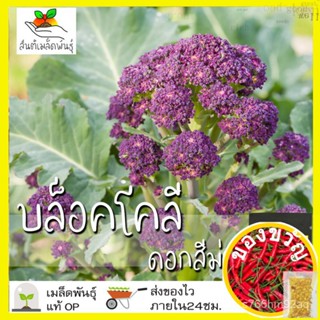 เมล็ดพันธุ์ บล็อคโคลี่ ดอกสีม่วง 200 เมล็ด Purple Sprouting Broccoli เมล็ดพันธุ์แท้ นำเข้าต่างประเทศ ปลูกง่าย โตไวZinnia