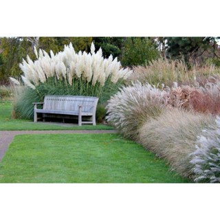 เมล็ด 100 เมล็ดขายดี ขายดีภูเขา ขายดีแพมพัส Pampas grass แปมปัส นำเข้าจาก USA อัตราการงอก 80-85% งอก