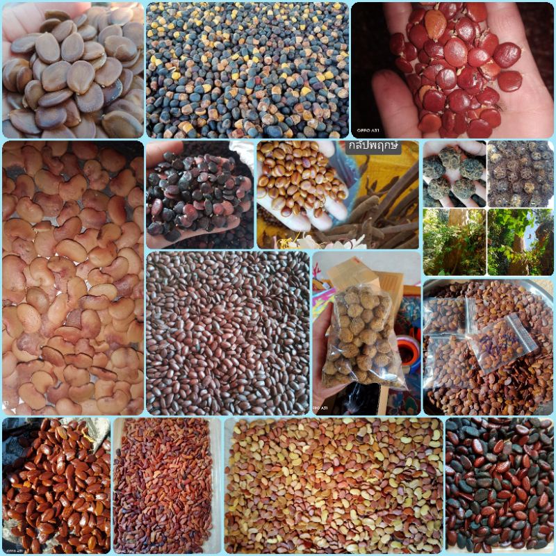 เมล็ดพันธุ์ไม้ป่าชุดร่วมราคาถูก