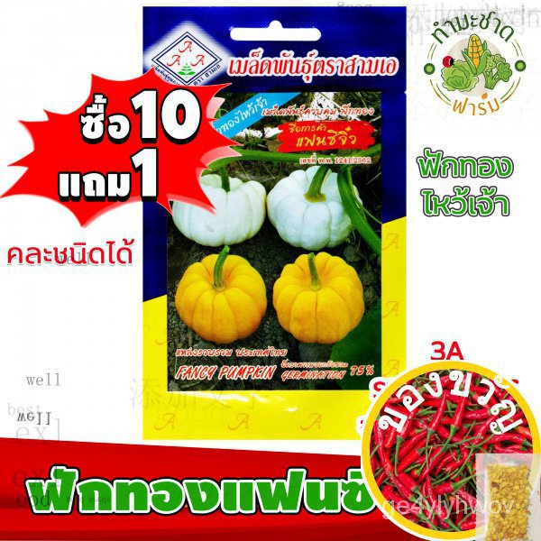 [10แถม1] 3A เมล็ดพันธุ์ ฟักทองแฟนซี 10 เมล็ด ฟักทองไหว้เจ้า เมล็ดพันธุ์สามเอ Fancy Pumpkin เมล็ดผักส