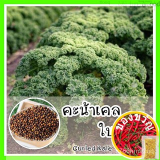 เมล็ดอวบอ้วน100%พร้อมส่ง ❗ รหัส 005 เมล็ดพันธุ์ คะน้าเคลใบหยิก (Curled Kale) ราชินีผักใบเขียว เมล็ดพันธุ์ OP แท้  เมล็ดน