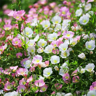 เมล็ด บอนสี บอนสีสวยๆ 300เมล็ด อิเวนนิ่ง พรีมโร Evening Primrose Seed Flower Seeds บอนสีหายาก งอก เป งอก