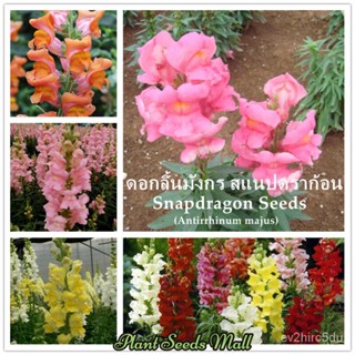 เมล็ด งอก ดอกลิ้นมังกร สแนปดราก้อน Mixed Snapdragon flower seeds (Antirrhinum majus) เมล็ดดอกไม้ บอน งอก