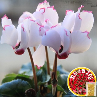 ◾ 200ชิ้น/ถนัดมือ ED S cyclamen S60 IH5T