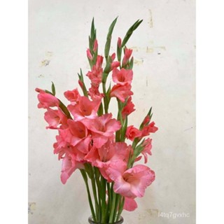 เมล็ด Gladiolus 10หัว/ชุด แกลดิโอลัส /ซ่อนกลิ่นฝรั่ง/ สีชมพู เป็นดอกแห่งคำมั่นสัญญา ดอกสวยและมีกลิ่หอม ดอกแห งอก