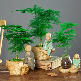 เมล็ด 50 งอก Asparagus Fern Tree Seeds บอนไซ ต้นไม้ Flower Seeds Green Plants Garden Bonsai Seeds Ai งอก