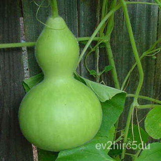 เมล็ด ขายดี น้ำเต้าเซียน  (Bottle Gourd Seed) บรรจุ 10 เมล็ด คุณภาพดี ราคาถูก ของแท้ 100%haohao123 ขายดี