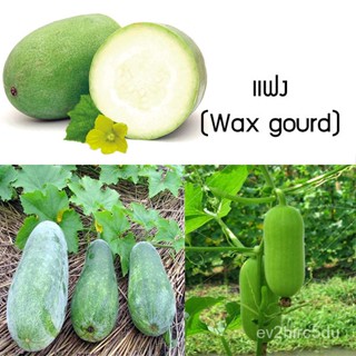 เมล็ด งอก แฟง (Wax gourd)  30 เมล็ด งอกง่าย งอกได้ทั่วไทย งอก