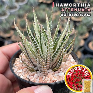 เมล็ดอวบอ้วน100%ม้าลายด่างขาว Haworthia attenuata ไม้อวบน้ำ กุหลาบหิน cactus&amp;succulentหลากหลายสายพันธุ์เมล็ดพืชคุณภาพสูง