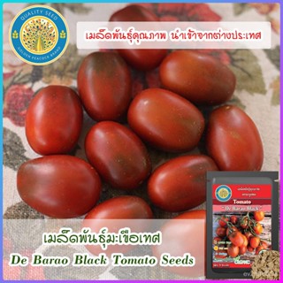 เมล็ด งอกมะเขือเทศ (De Barao Black Tomato Seeds) งอก