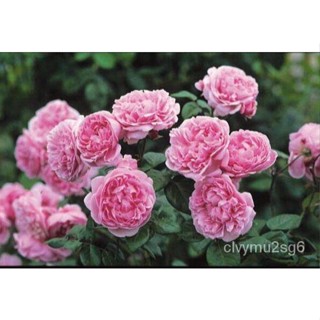 เมล็ด 30 เมล็ด งอก Bonsai Seed  กุหลาบ พันธุ์ Bishops Castle Rose Seed  ดอกใหญ่ นำเข้าจากต่างประเทศ งอก